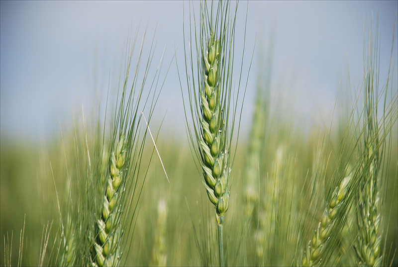 A photo showing a close up of healthy, green wheat heads.